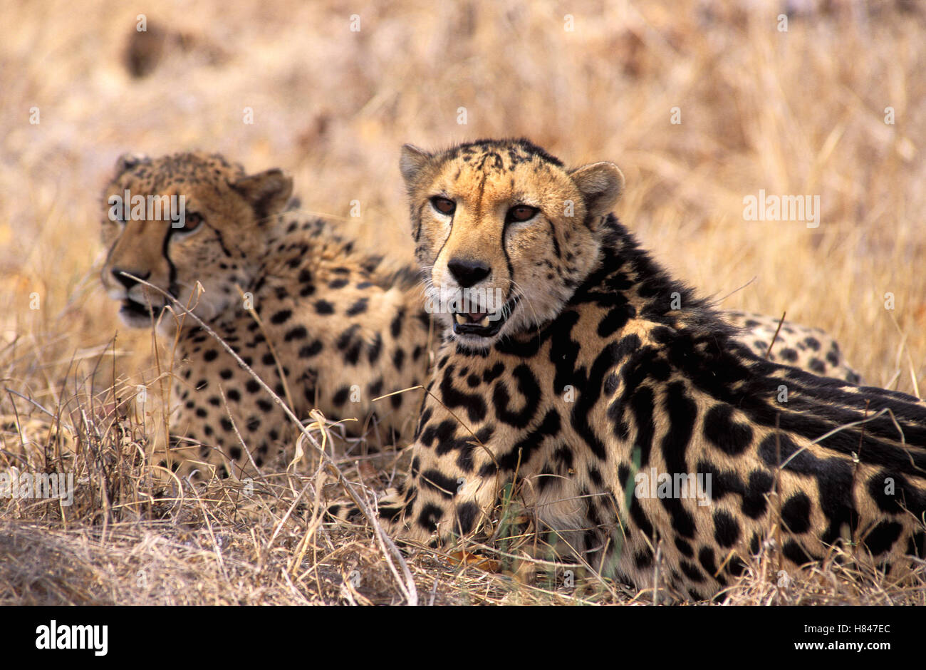 Cheetah (Acinonyx jubatus) morph called King Cheetah with normal morph ...