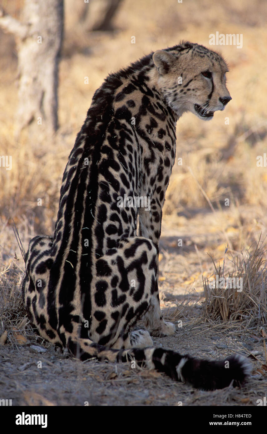 King Cheetah (Acinonyx jubatus) morph pattern differs from regular ...