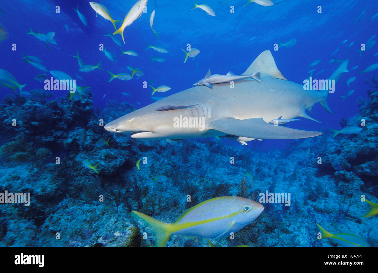 Lemon Shark (Negaprion brevirostris) with attached Remora (Remora sp