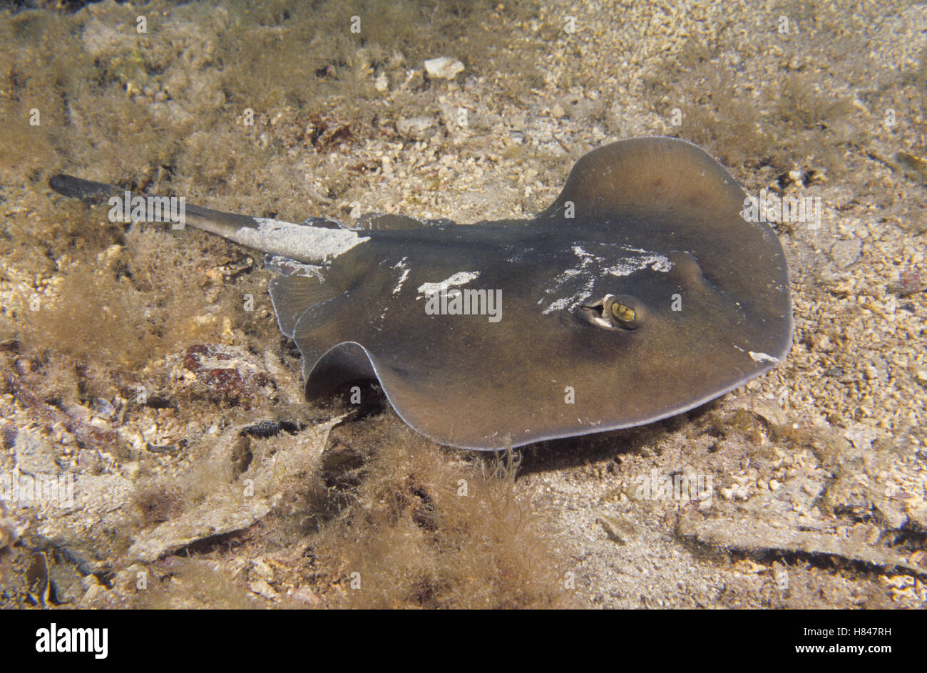 Eastern Shovelnose Stingaree (Trygonoptera imitata), New South Wales ...