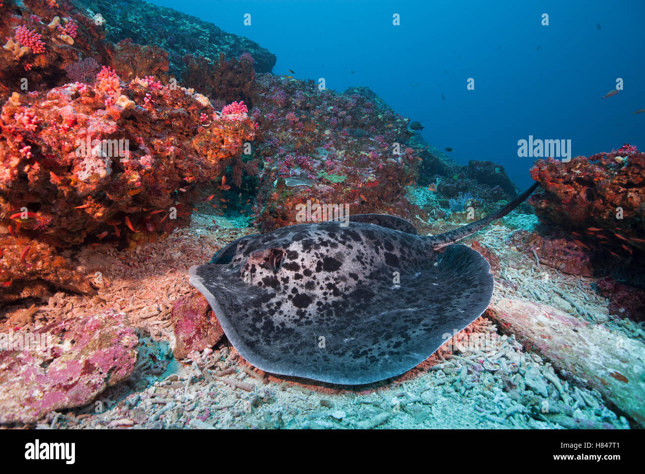 Speckled Stingray (Taeniura meyeni) swimming along reef, Indonesia Stock Photo