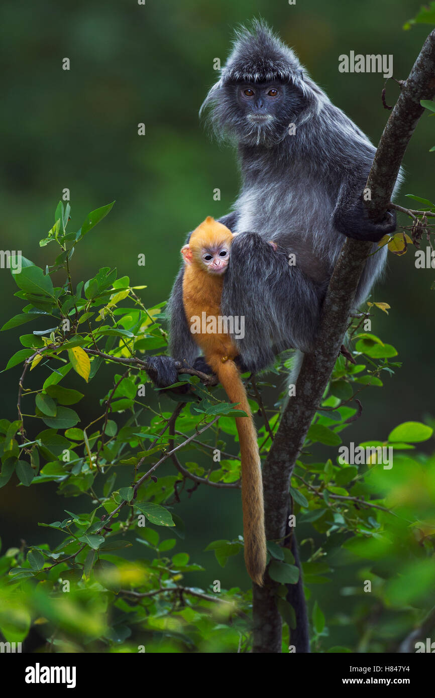 Silvered Leaf Monkey (Trachypithecus cristatus) mother with week old ...