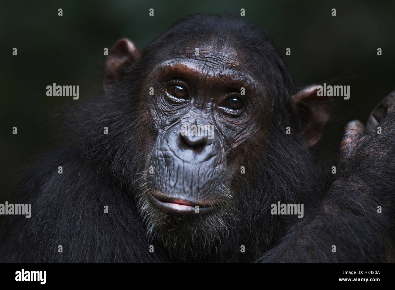 Eastern Chimpanzee (Pan troglodytes schweinfurthii) thirteen year old