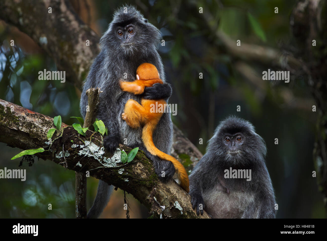 Trachypithecus Silvered Leaf Monkey (Trachypithecus cristatus) female holding week old ...