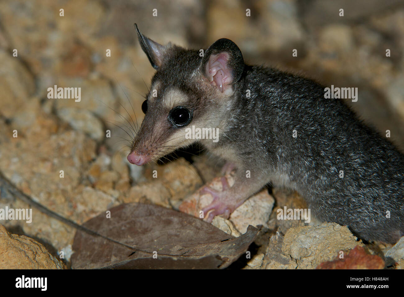Elegant Fattailed Mouse Opossum (Thylamys elegans), Pampas, Bolivia