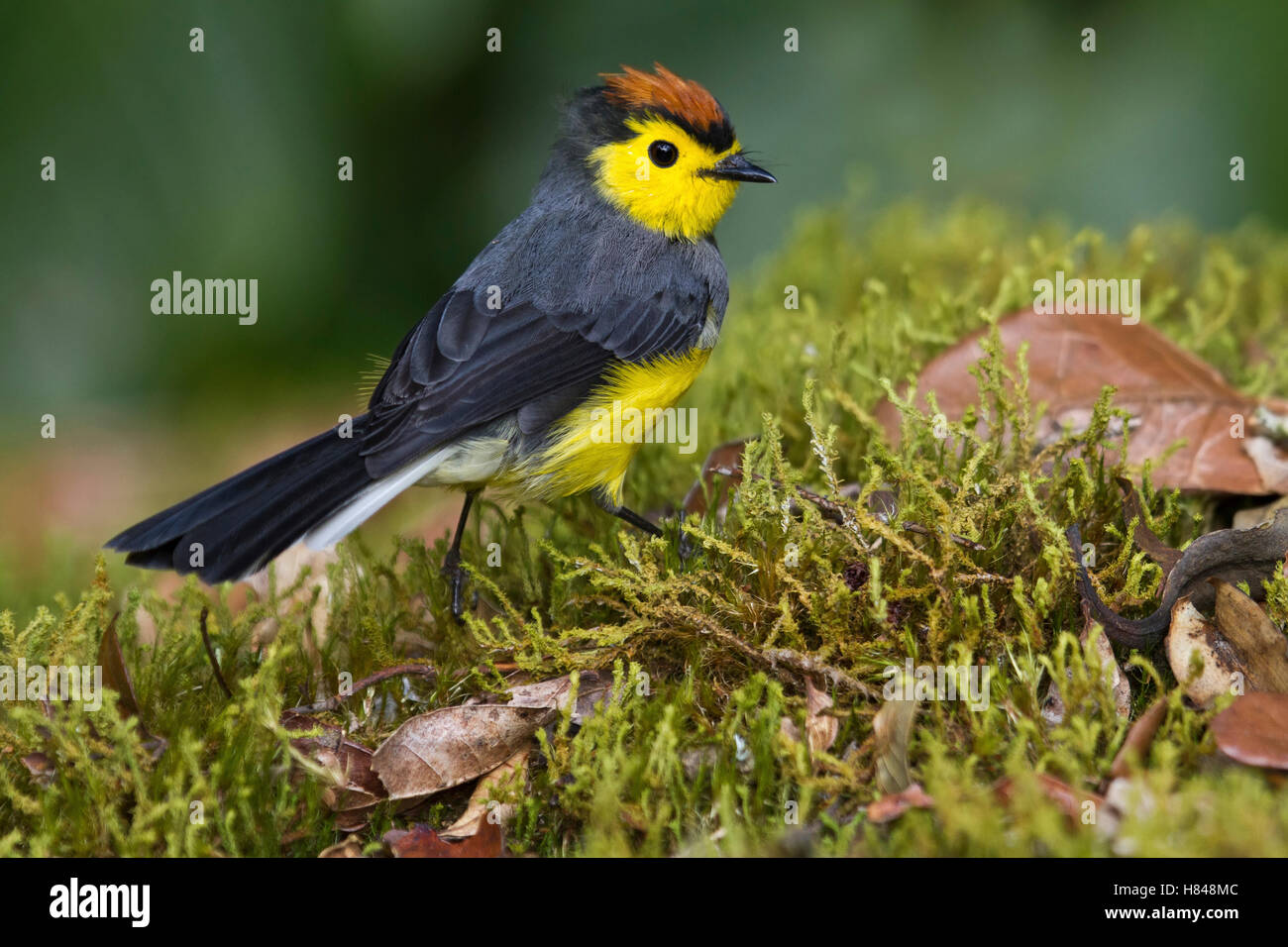 Collared Redstart (Myioborus torquatus), Los Quetzales National Park ...