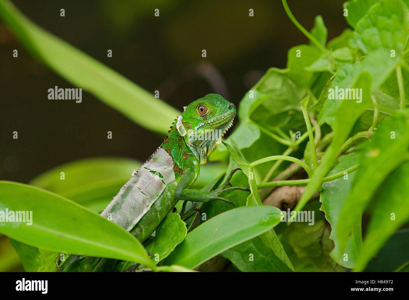Visual Reference: Green Iguana Iguana Iguana Shedding Skin Tortuguero National Park Costa