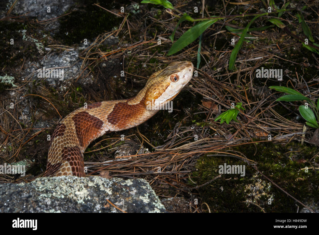 Copperhead (Agkistrodon Contortrix) Snake, Northern Georgia Stock Photo ...