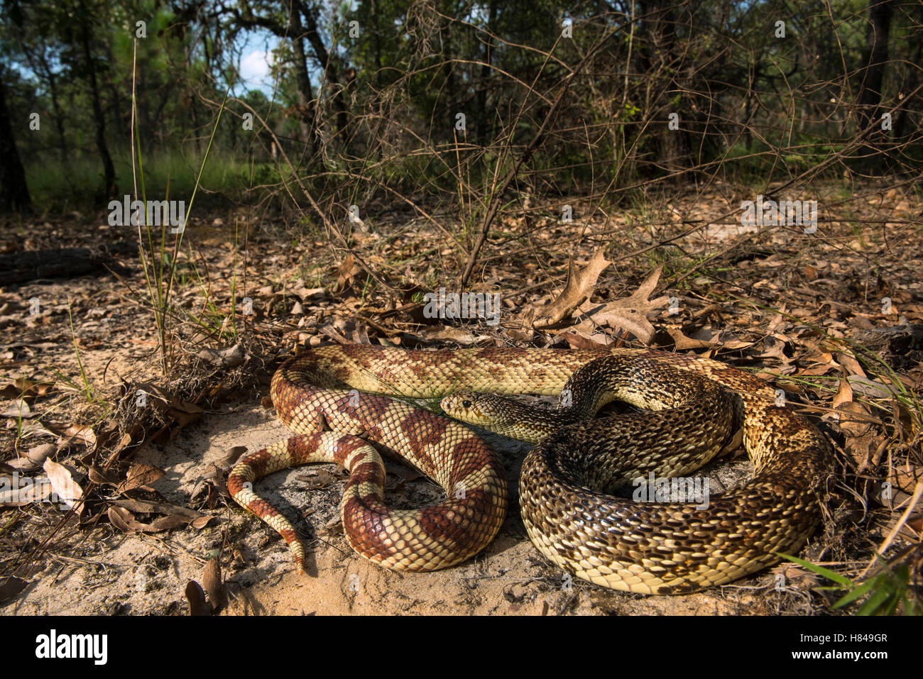 Southern Pinesnake (Pituophis melanoleucus mugitus) in forest, Orianne ...