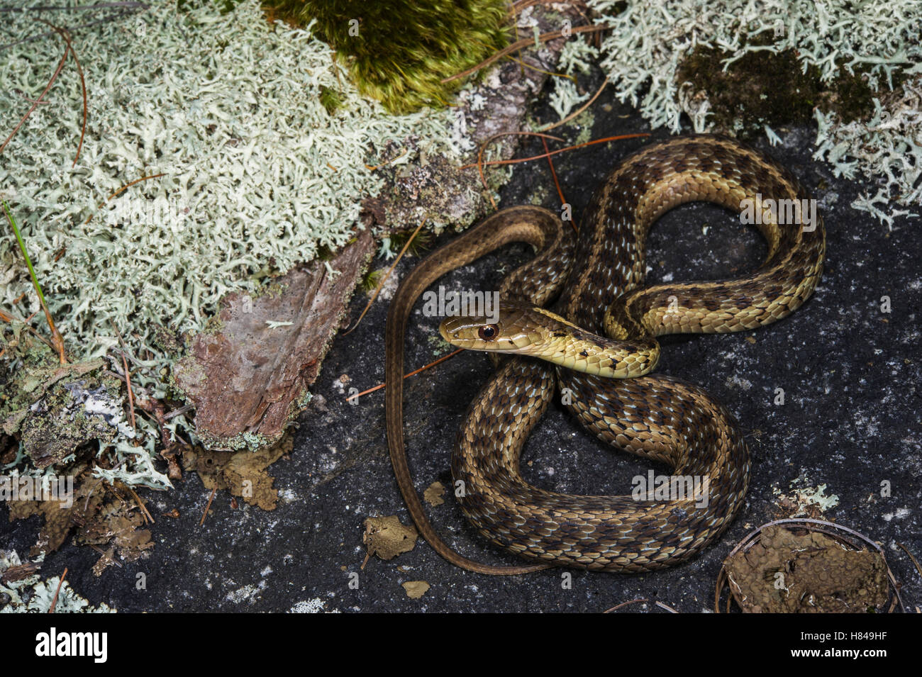 Common Garter Snake (Thamnophis sirtalis), Georgia Stock Photo - Alamy