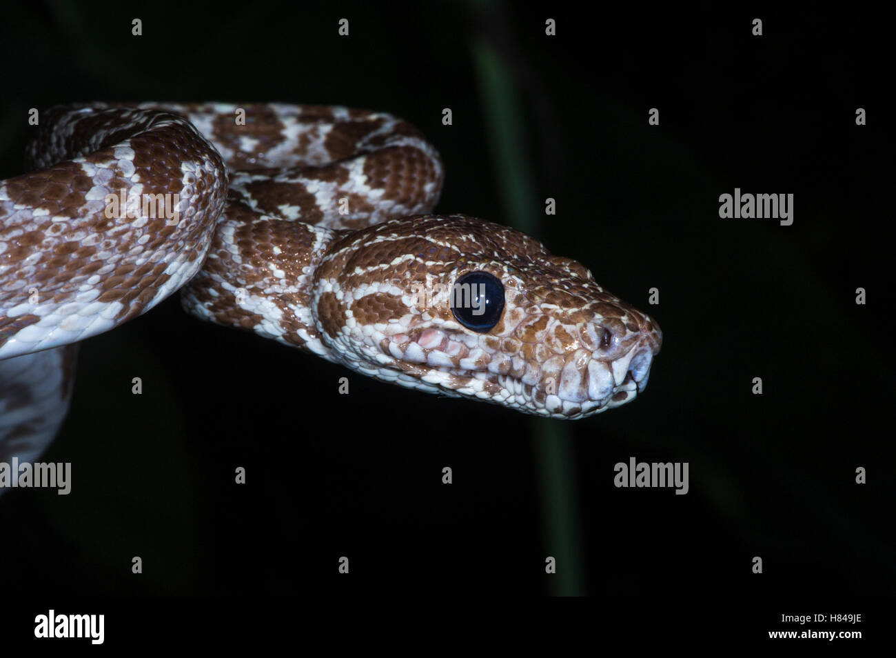 Common Tree Boa (Corallus hortulanus) juvenile, native to South America Stock Photo Alamy