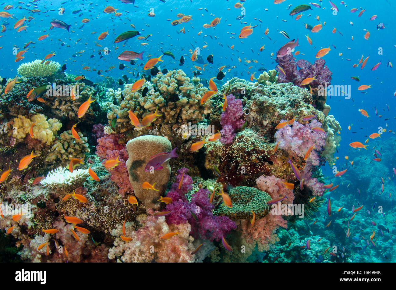 Coral reef showing diversity of corals, Fiji Stock Photo - Alamy