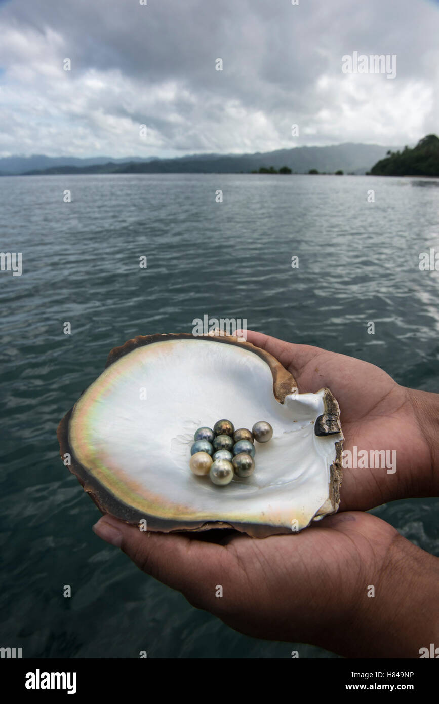 Penguin Wing Oyster (Pteria penguin) shell with black pearls, Fiji