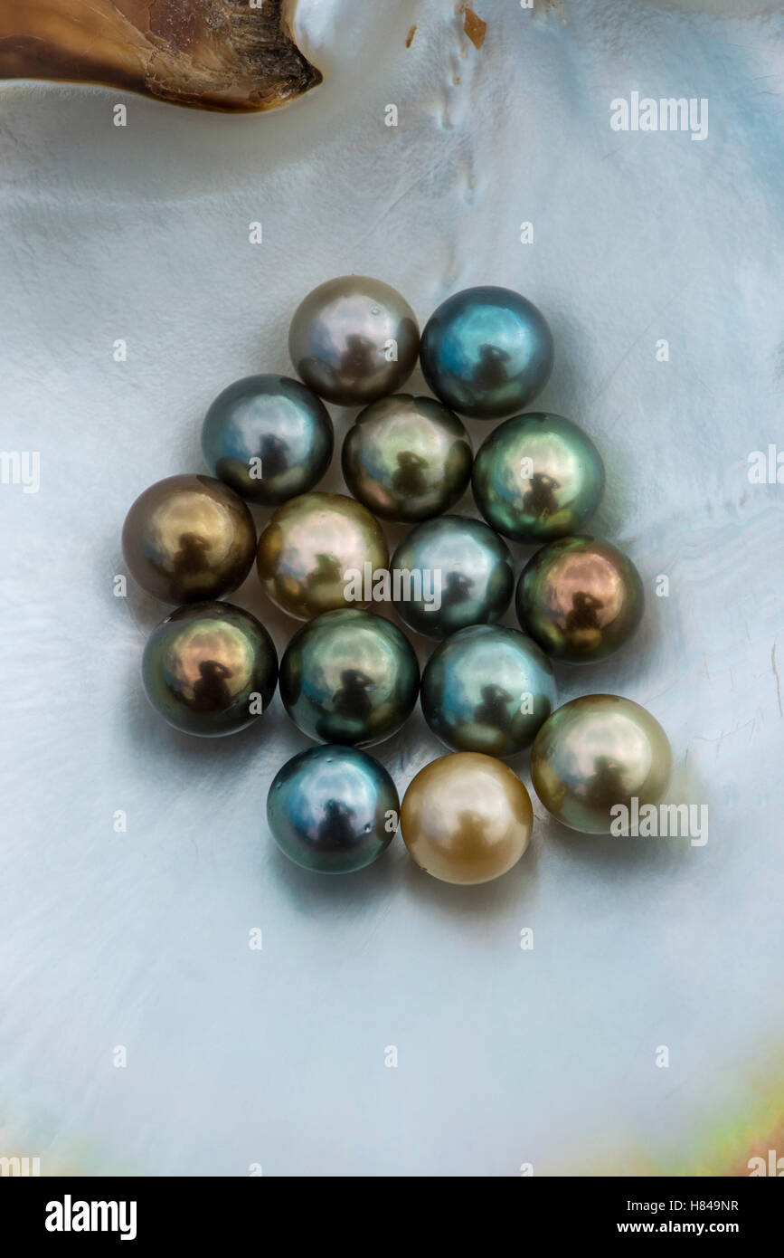 Penguin Wing Oyster (Pteria penguin) shell with black pearls, Fiji