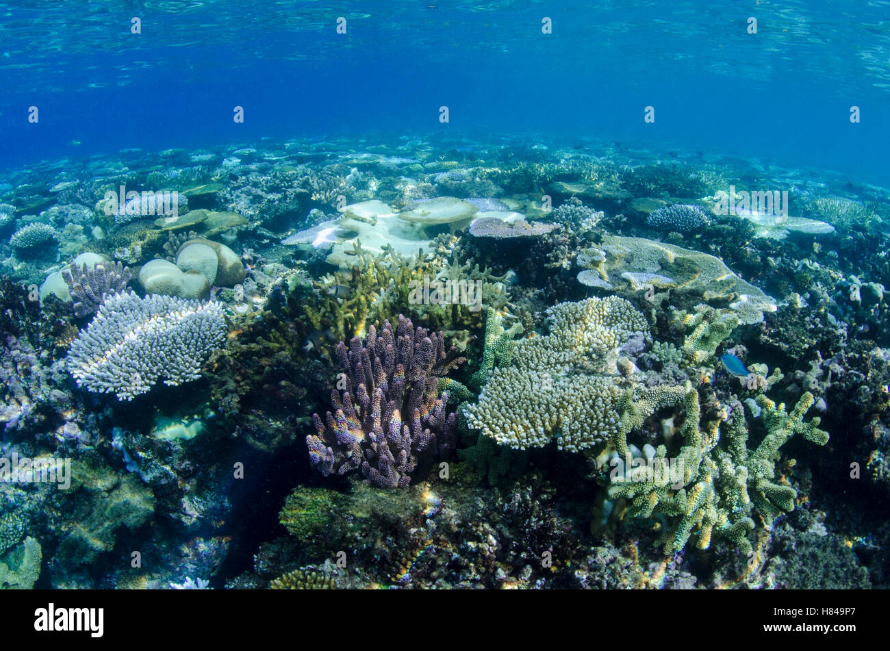 Coral reef showing a diversity of types, Fiji Stock Photo - Alamy