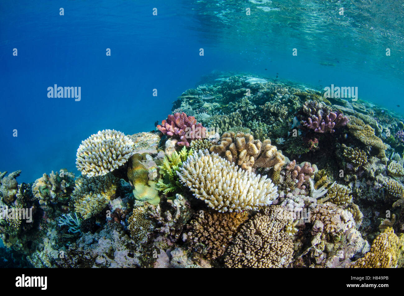 Coral reef showing a diversity of types, Fiji Stock Photo - Alamy