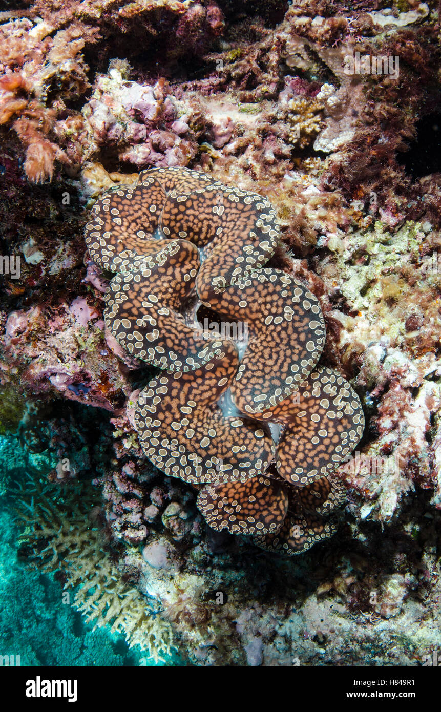 Crocea Clam (Tridacna crocea) showing mantle, Fiji Stock Photo