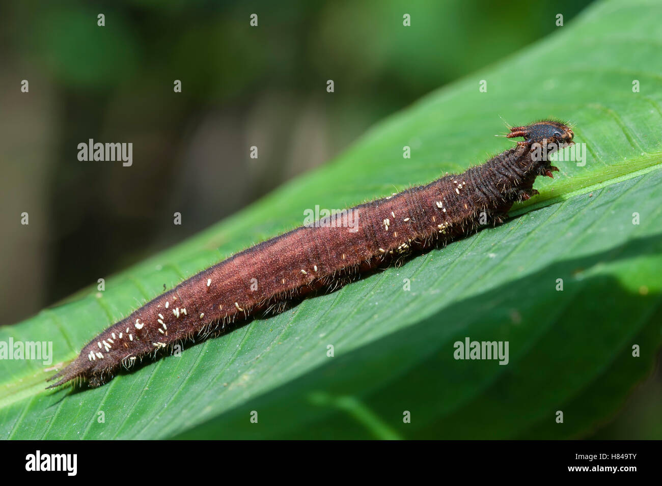 Owl Butterfly (Caligo sp) heavily parasitized caterpillar, Mindo ...