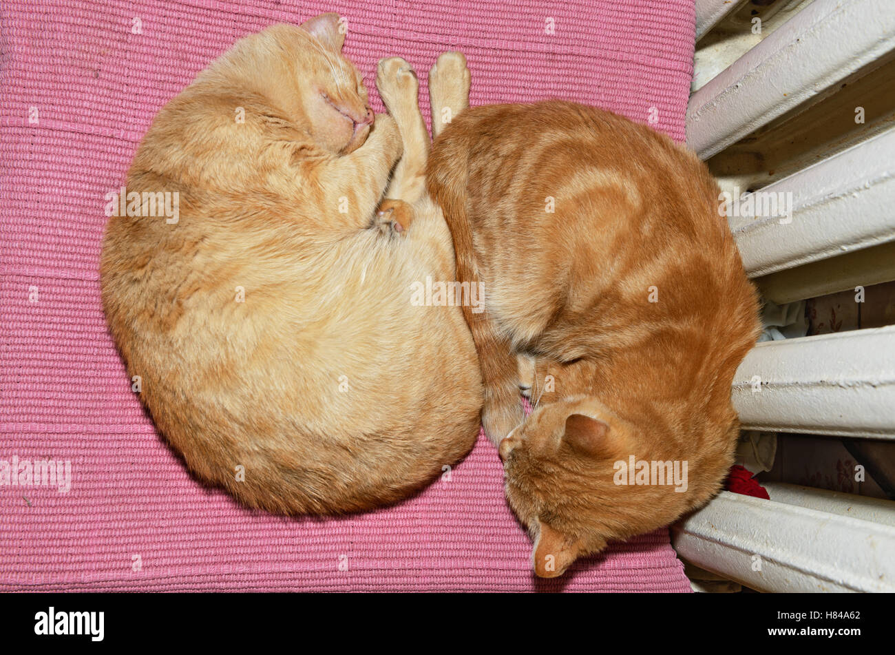 Close-up of two slipping together red cats on pink pet underlay near ...