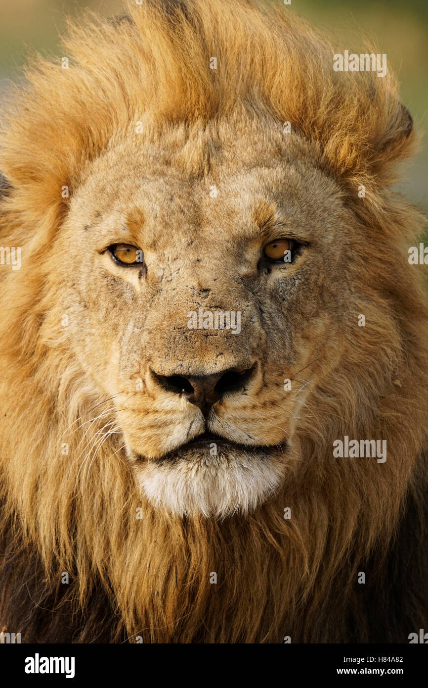 African Lion (Panthera leo) male portrait, Masai Mara, Kenya Stock ...