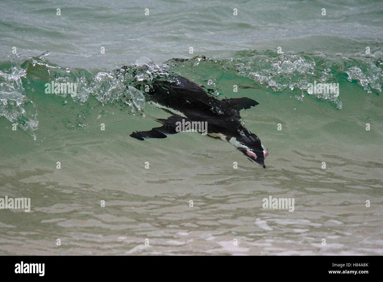 Black-footed Penguin (Spheniscus demersus) surfing, Boulders Beach