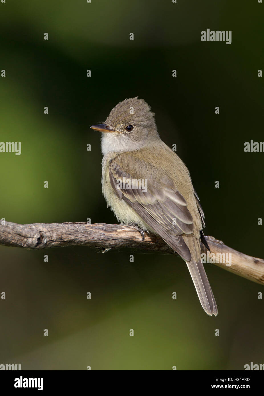 Willow Flycatcher (Empidonax traillii), North Dakota Stock Photo Alamy