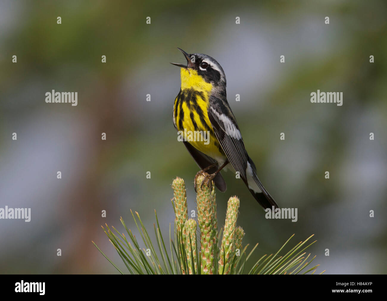 Magnolia Warbler (Setophaga magnolia) singing male, Maine Stock Photo ...