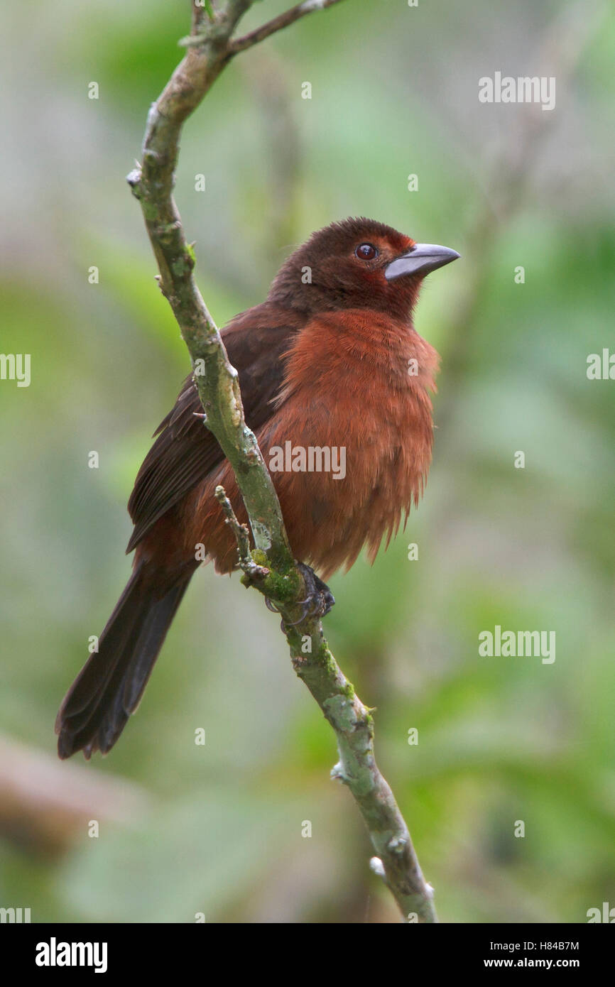 Silver-beaked Tanager (Ramphocelus carbo) female, Manu National Park ...