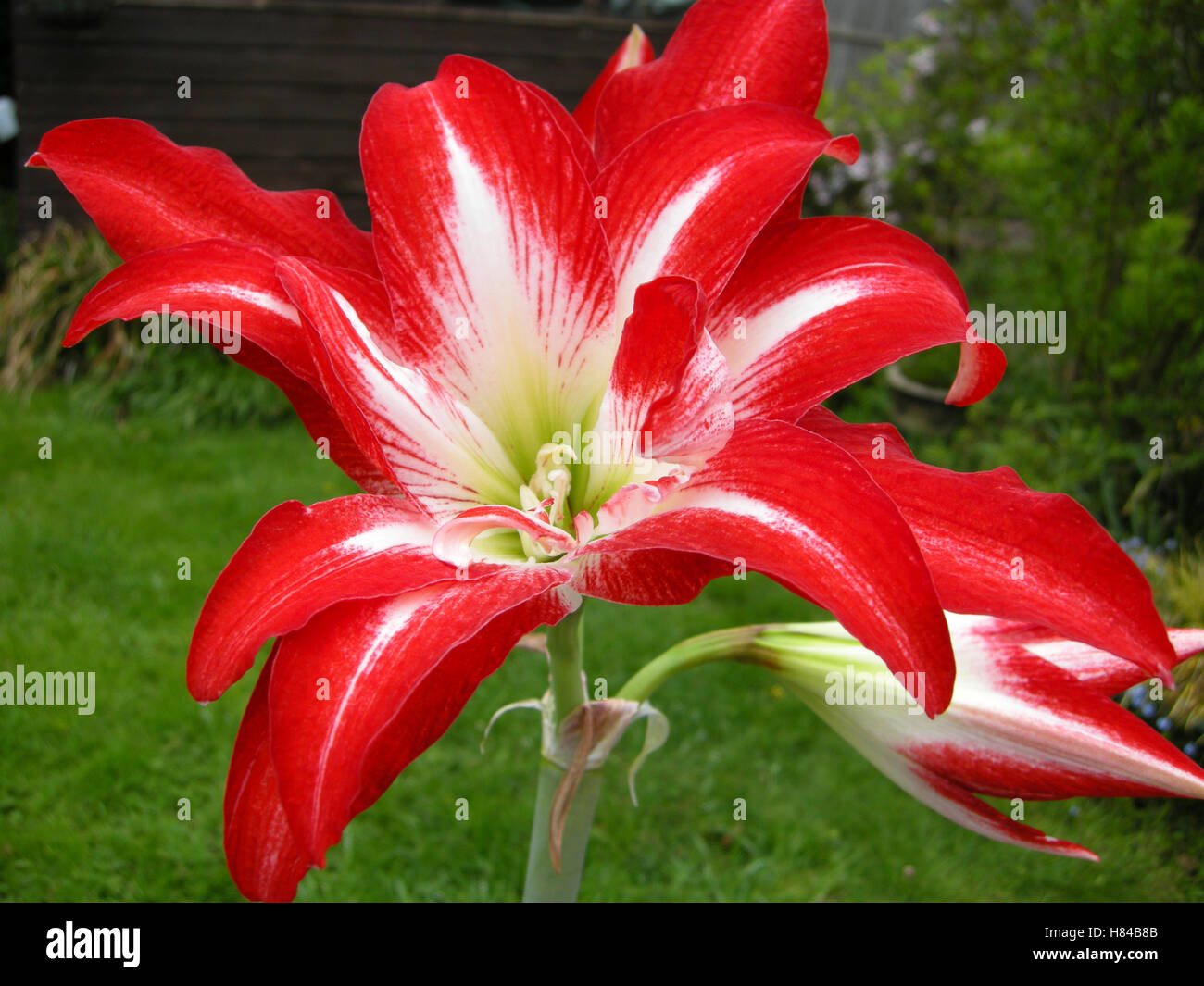 Amaryllis (A. belladonna Stock Photo - Alamy