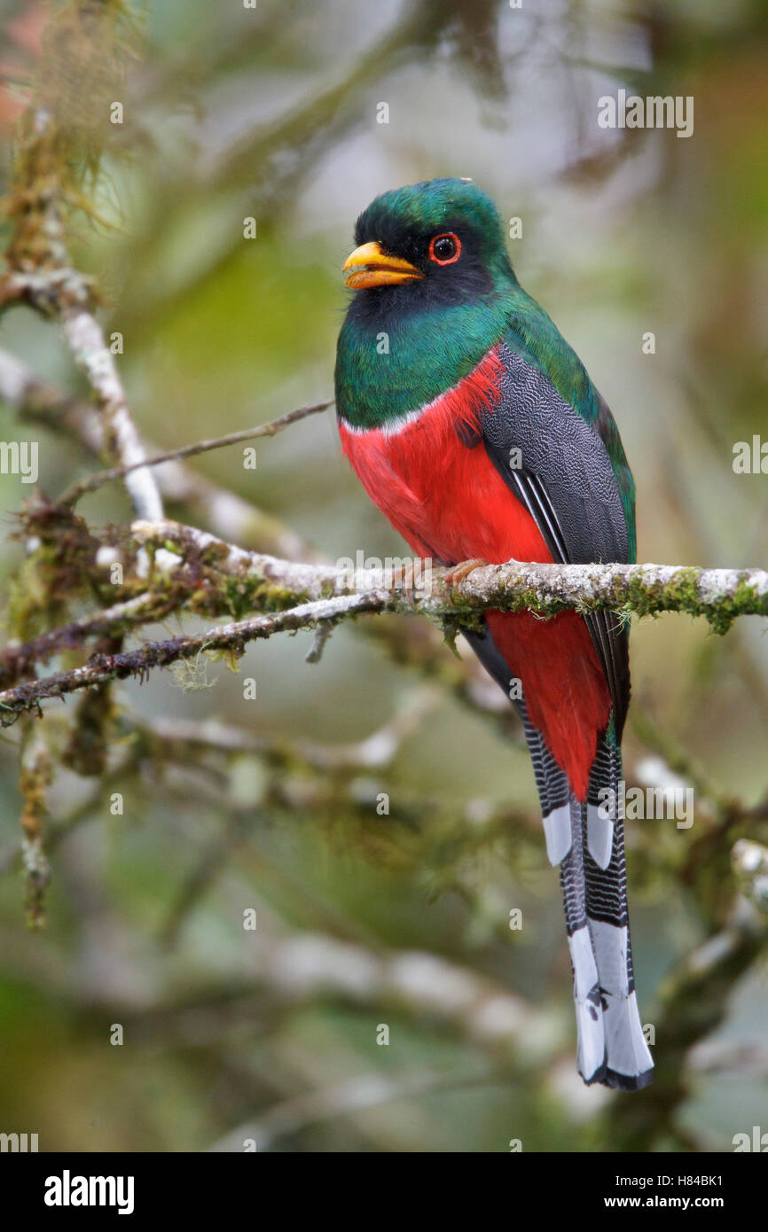 Masked Trogon (Trogon personatus) male, Ecuador Stock Photo Alamy