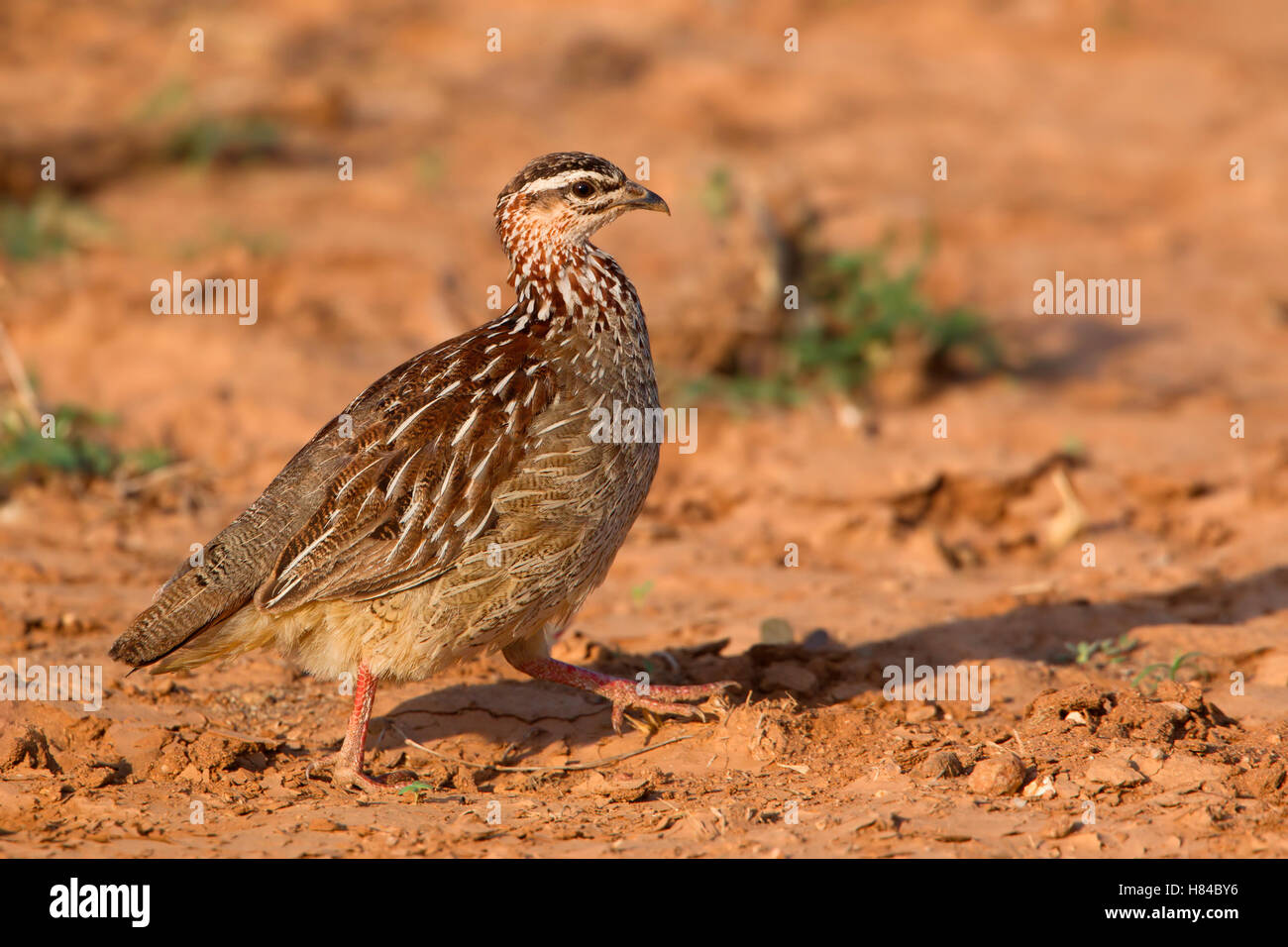Crested Francolin (Dendroperdix sephaena), Samburu, Kenya Stock Photo ...