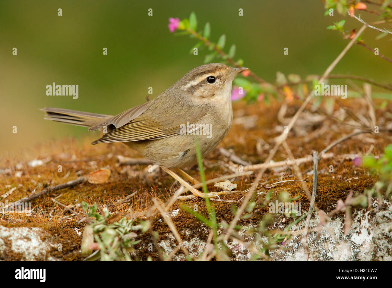 radde-s-warbler-phylloscopus-schwarzi-khao-yai-national-park