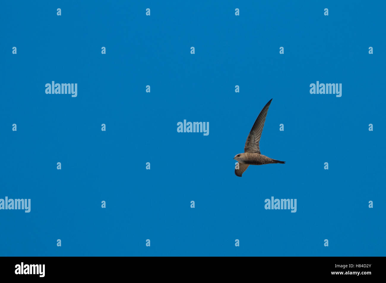 Pallid Swift (Apus pallidus), Oman Stock Photo - Alamy