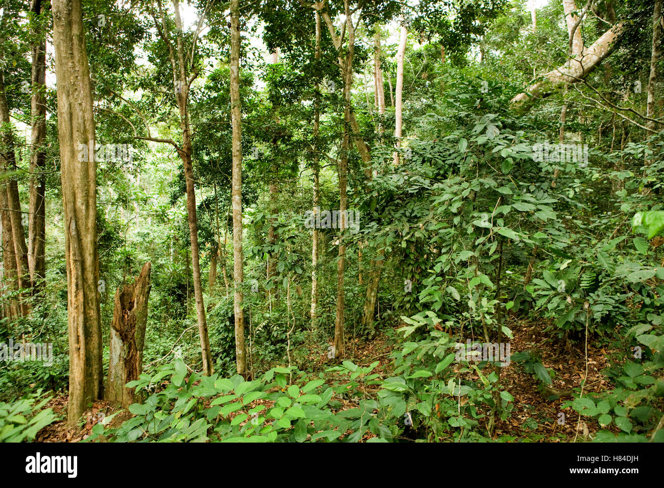 Tropical rainforest interior, Lope National Park, Gabon Stock Photo - Alamy