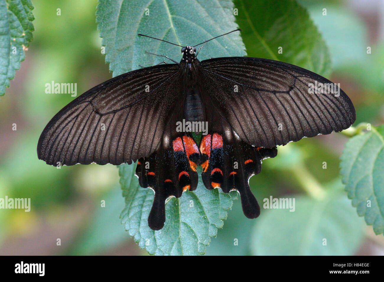 Spangle Swallowtail (Papilio protenor) butterfly, Japan Stock Photo - Alamy