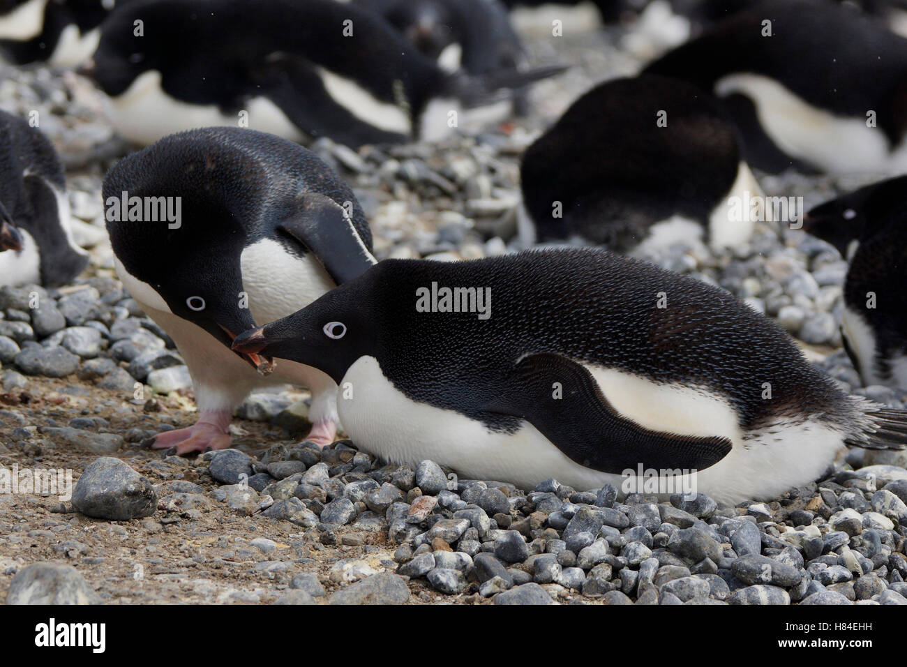 Adelie Penguin (Pygoscelis adeliae) with courtship gift pebble given