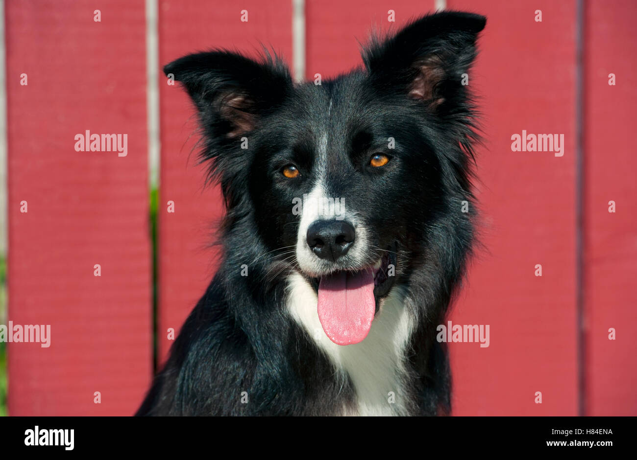 Border Collie (Canis familiaris) panting Stock Photo Alamy