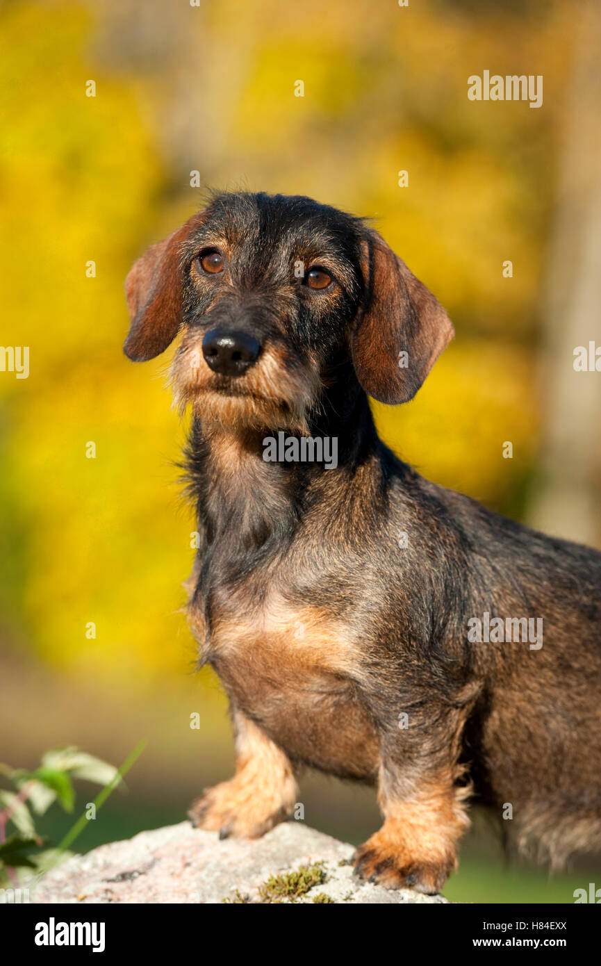 Miniature Wire Haired Dachshund (Canis familiaris) Stock Photo