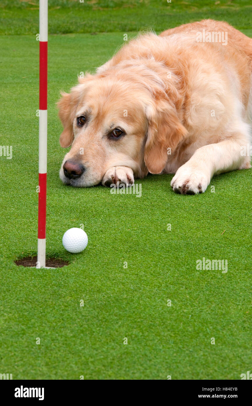 Golden Retriever (Canis familiaris) watching golf ball at hole Stock Photo Alamy