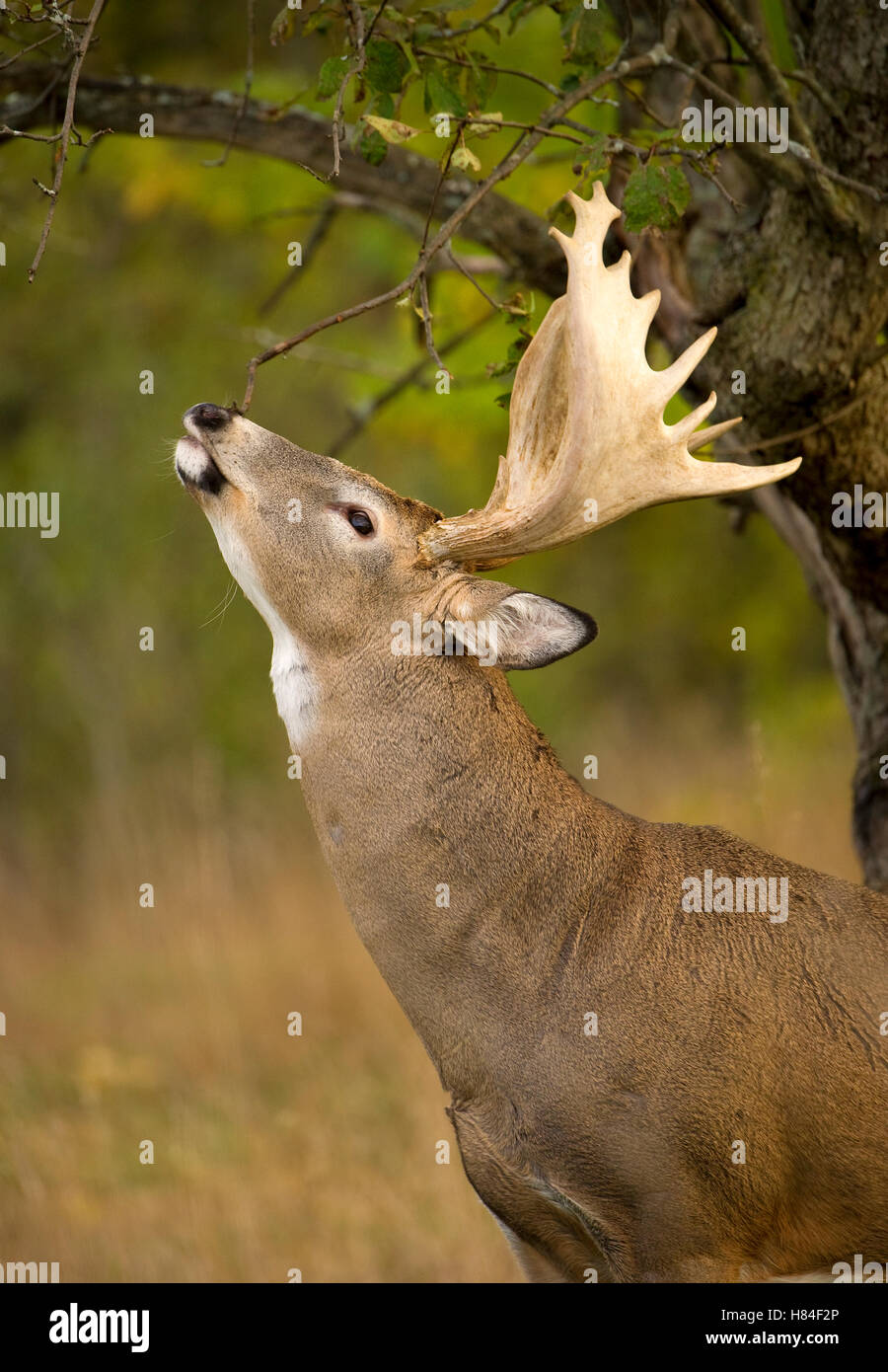 Whitetailed Deer (Odocoileus virginianus) buck scent marking a licking