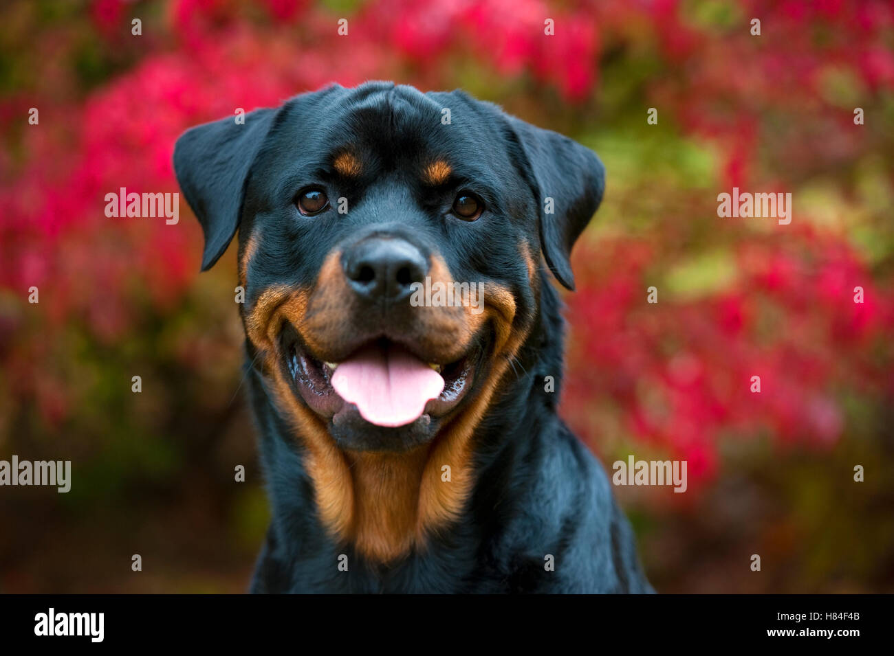 Rottweiler (Canis familiaris), adult Stock Photo - Alamy