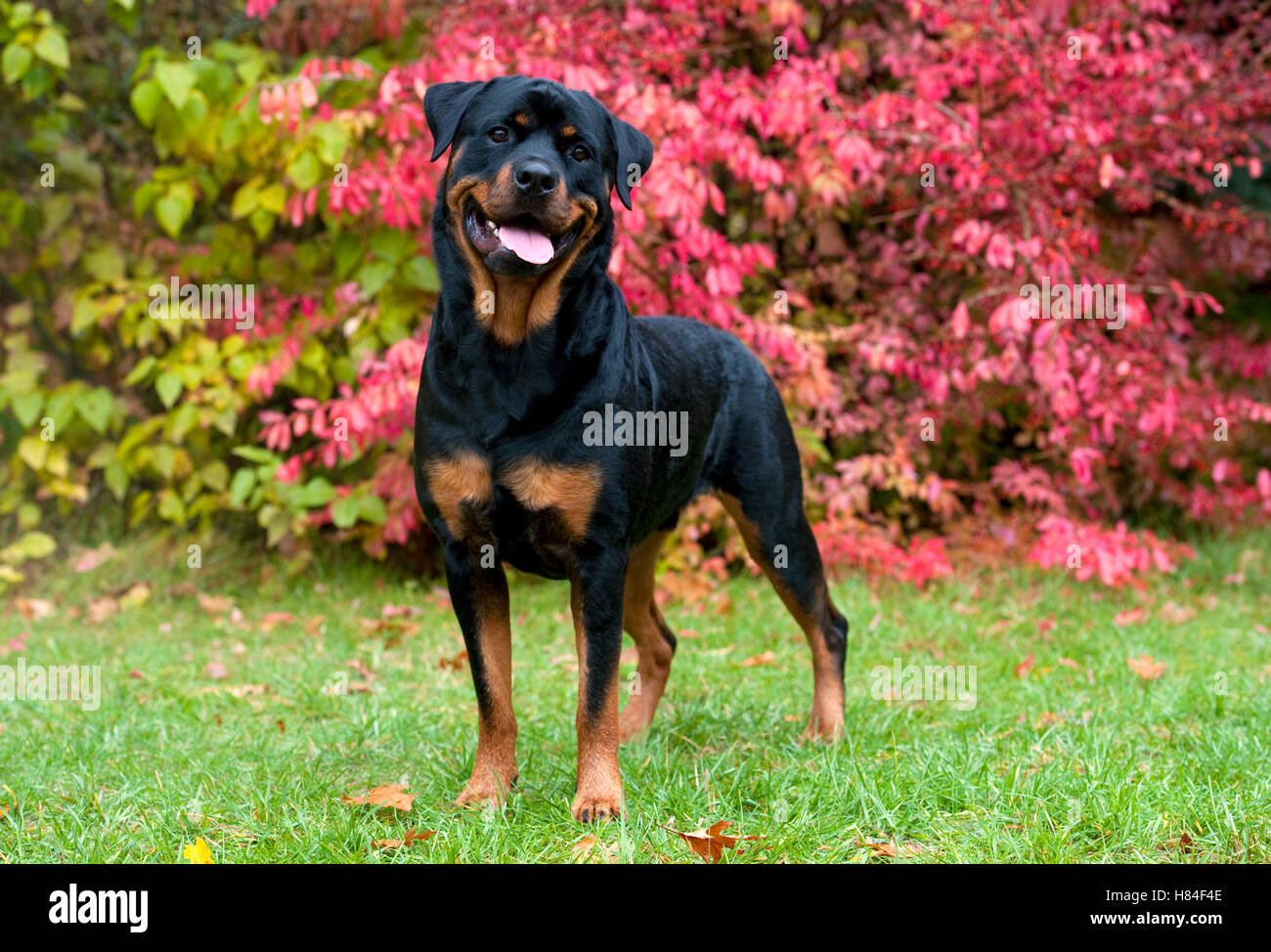 Rottweiler (Canis familiaris) in autumn garden Stock Photo - Alamy