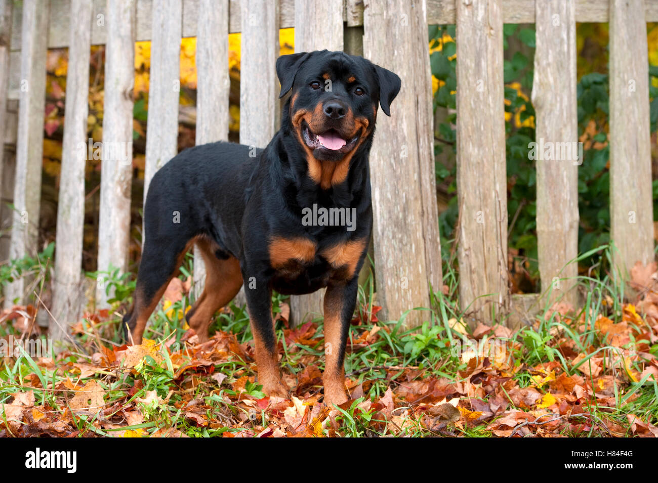 Rottweiler (Canis familiaris) along garden fence Stock Photo Alamy