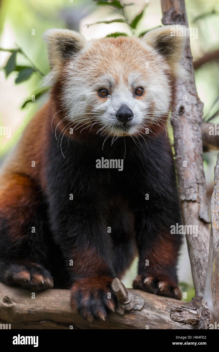 Lesser Panda (Ailurus fulgens Stock Photo - Alamy