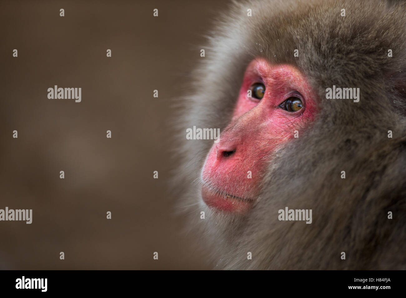 Japanese Macaque (Macaca fuscata) female, Jigokudani Monkey Park, Japan ...
