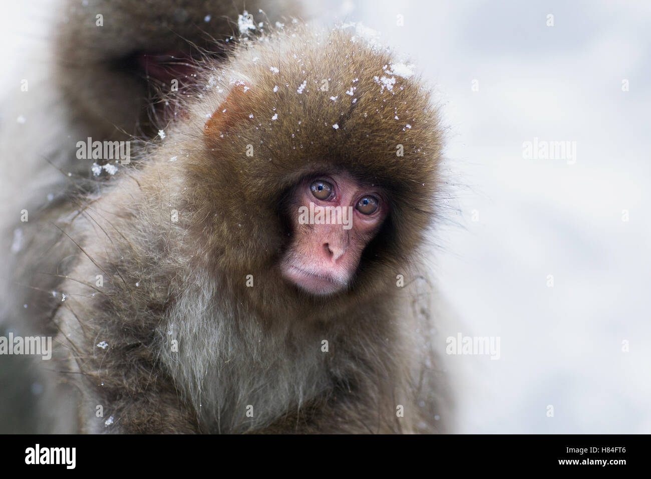 Japanese Macaque (Macaca fuscata) baby, Jigokudani Monkey Park, Japan ...