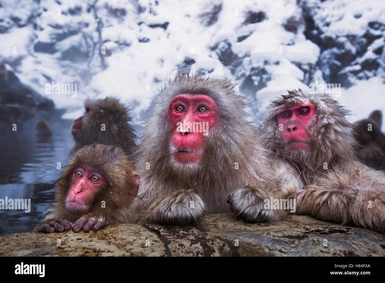 Japanese Macaque (Macaca fuscata) resting at edge of geothermal spring ...