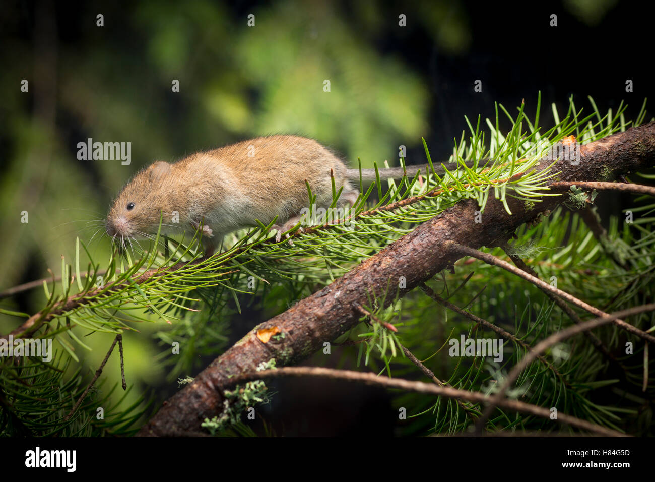 Red Tree Vole (Arborimus longicaudus) male among Douglasfir