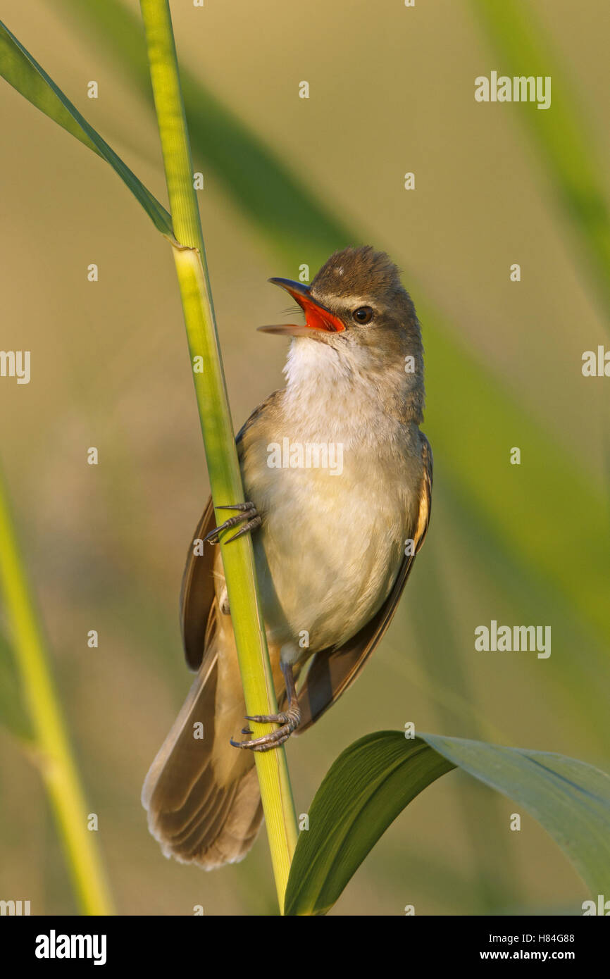 Great ReedWarbler (Acrocephalus arundinaceus) male calling, Birecik