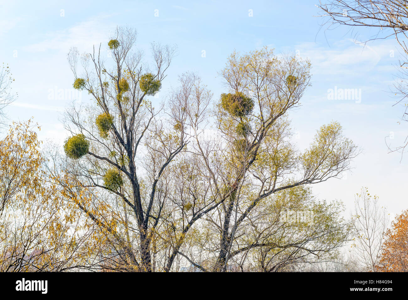 Viscum album or mistletoe is a hemiparasite on several species of trees, it has a significant role in European mythology, legend Stock Photo